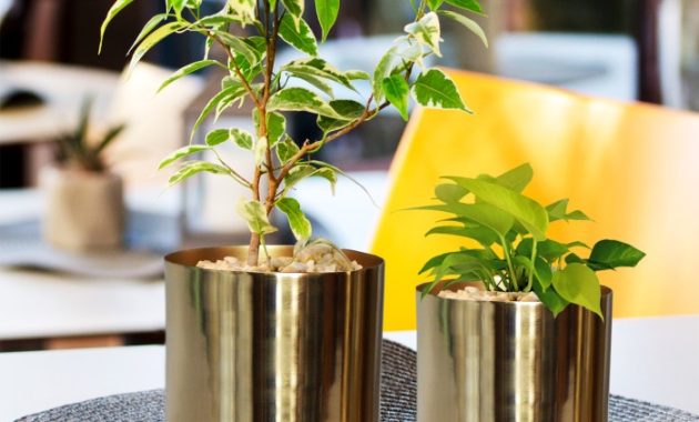 Gold Metal Plant Pots A Stylish Guide